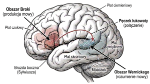 Ilustracja anatomiczna mózgu przedstawiająca obszar Broki (produkcja mowy) oraz obszar Wernickego (rozumienie mowy). Wiedza o tych ośrodkach pomaga zrozumieć mechanizmy afazji po udarze, z którymi mierzą się użytkownicy.